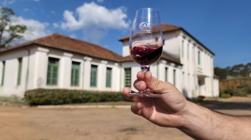 Brindes do Cerrado: inovação e dupla poda transformam o DF em novo polo vitivinícola nacional